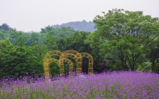 南京科技馆湿地公园 江苏南京：紫色花海醉游人